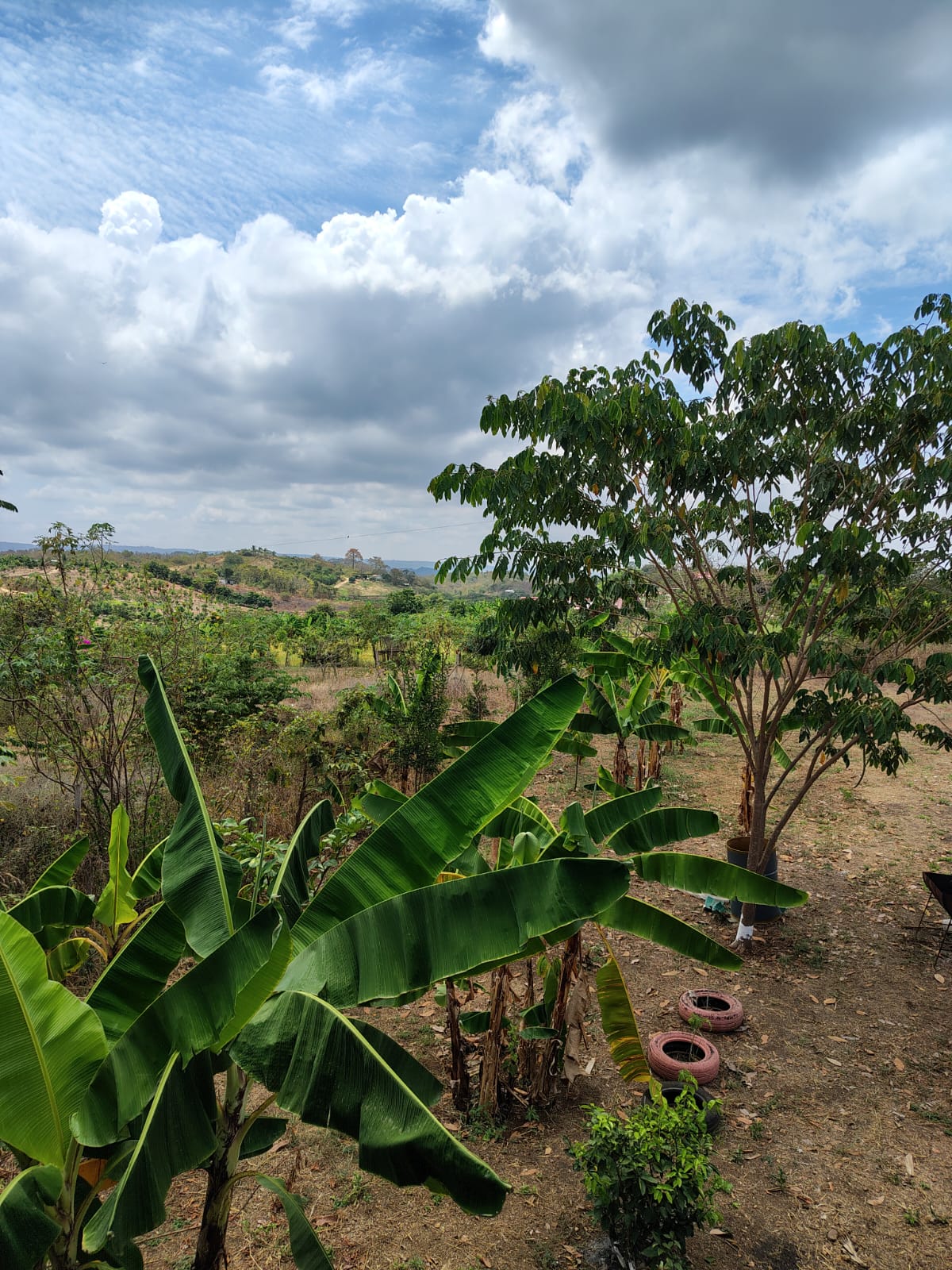 Planta de banana en nuestro huerto