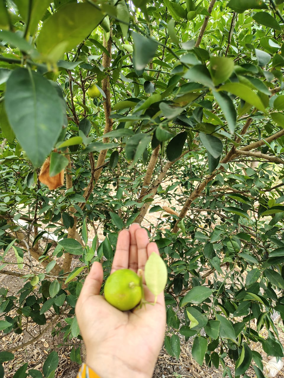 Limón cosechado en nuestro huerto