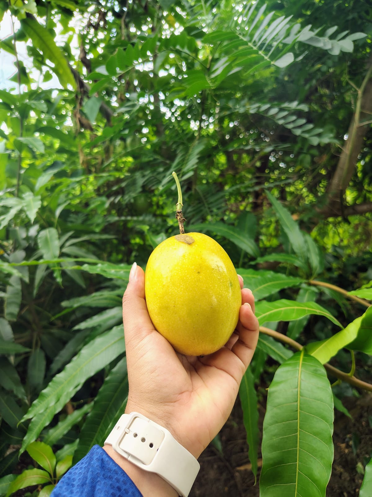 Maracuyá cosechado en nuestro huerto