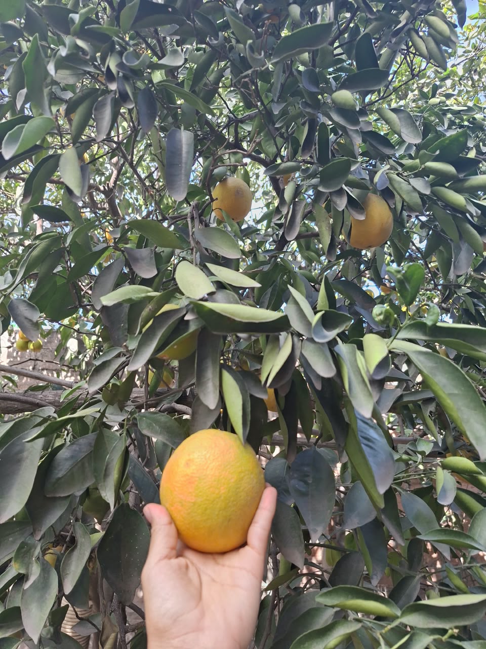 Naranja cosechada en nuestro huerto