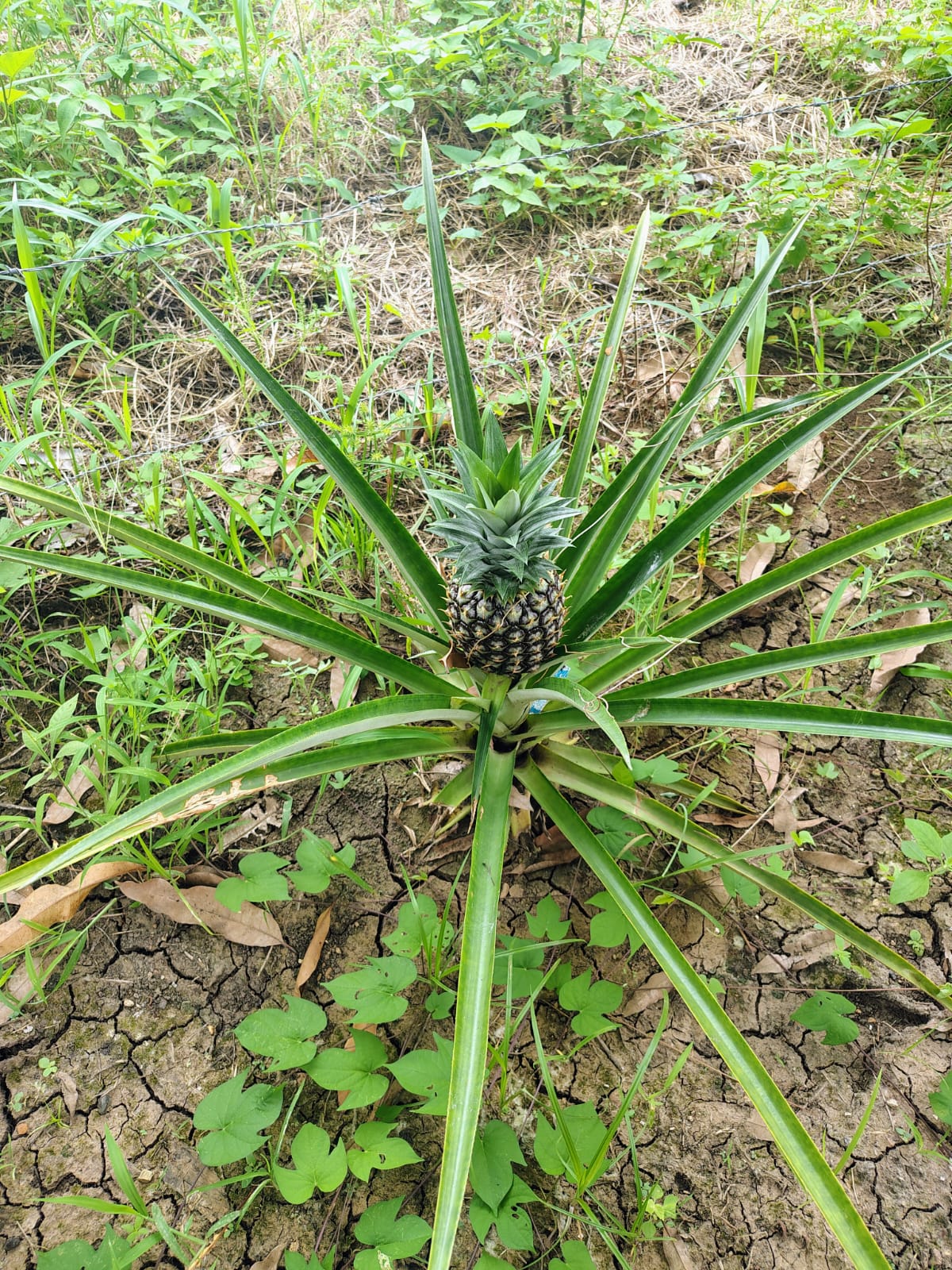 Piña creciendo en nuestro huerto